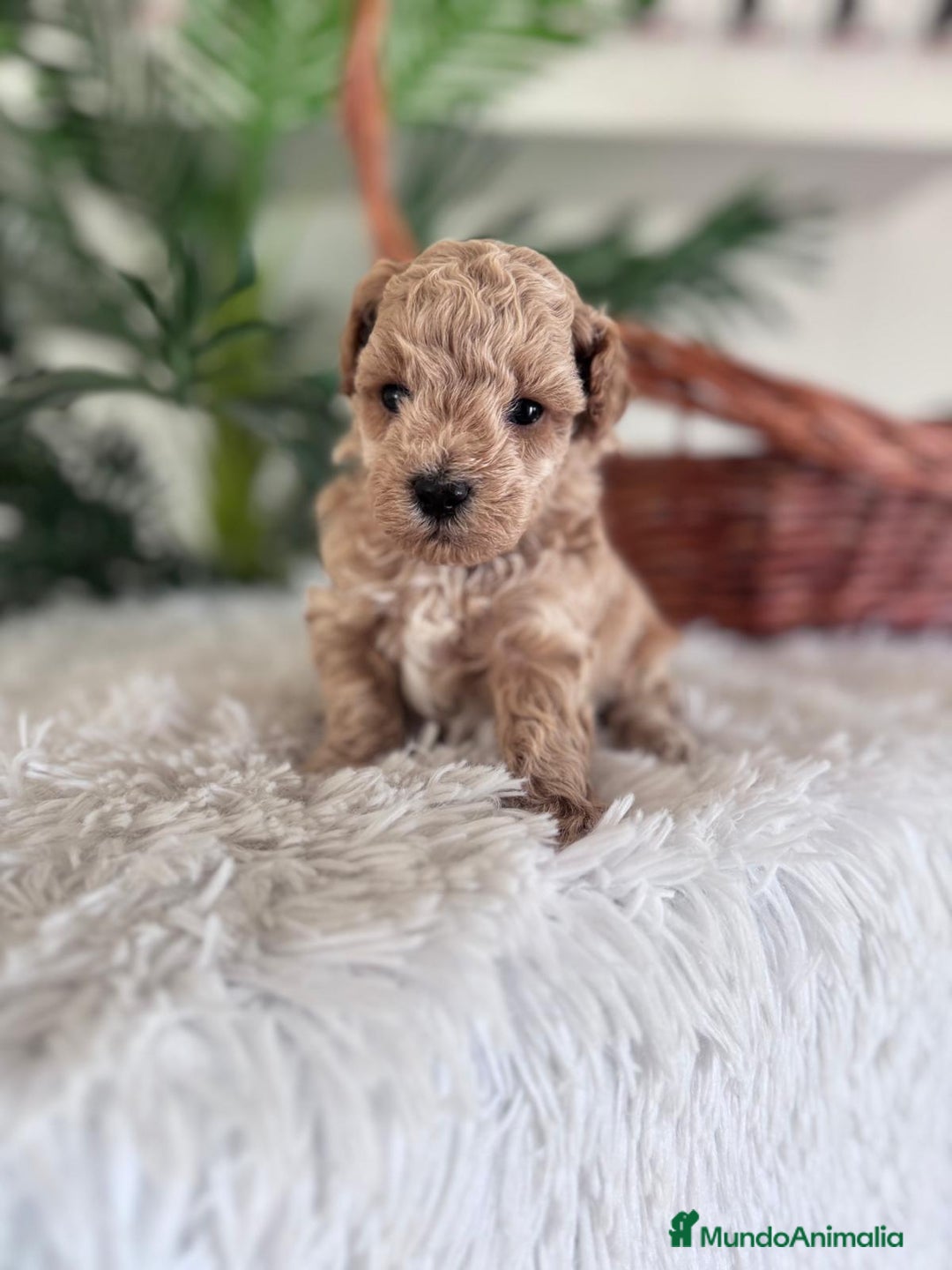 Caniche Toy perros en venta: CANICHE TOY MACHO - Imagen 8