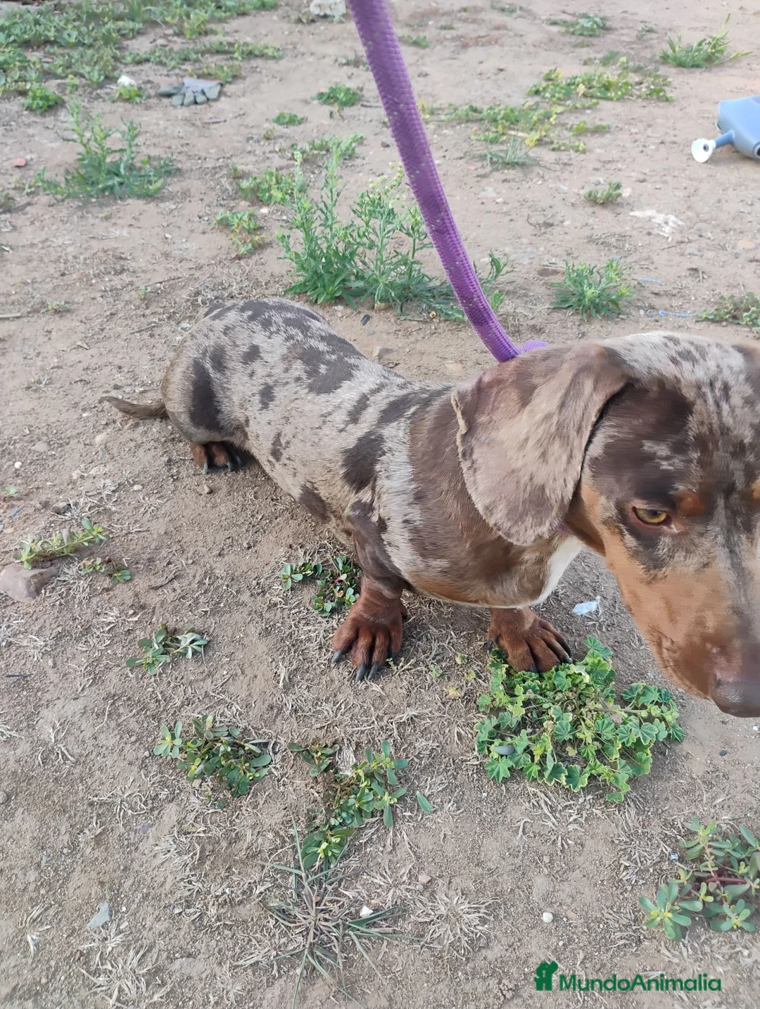 Teckel perros en venta: Machos teckel standar adultos  - Anuncio 2