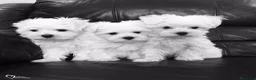 Bichón Maltés perros en venta: Bichón Maltés  - Anuncio 7