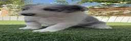 Border Collie perros en venta: BORDER COLLIE MERLE - MACHO - Anuncio 5
