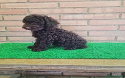 Caniche Toy perros en venta: Caniche   - Imagen 20