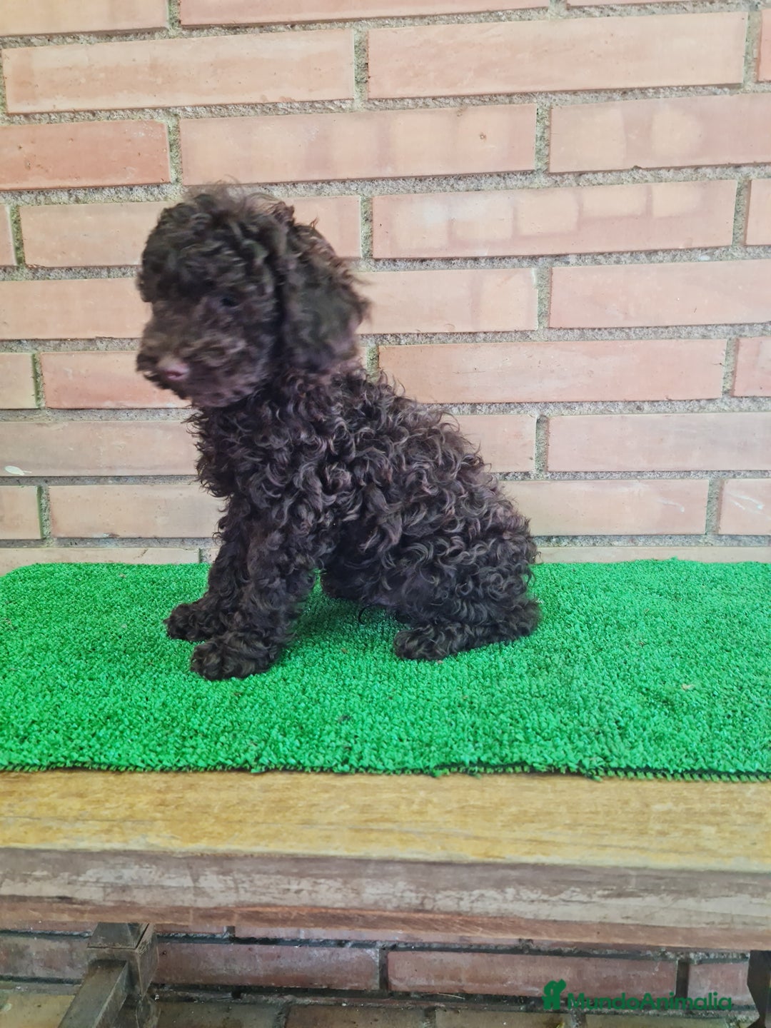 Caniche Toy perros en venta: Caniche   - Imagen 20