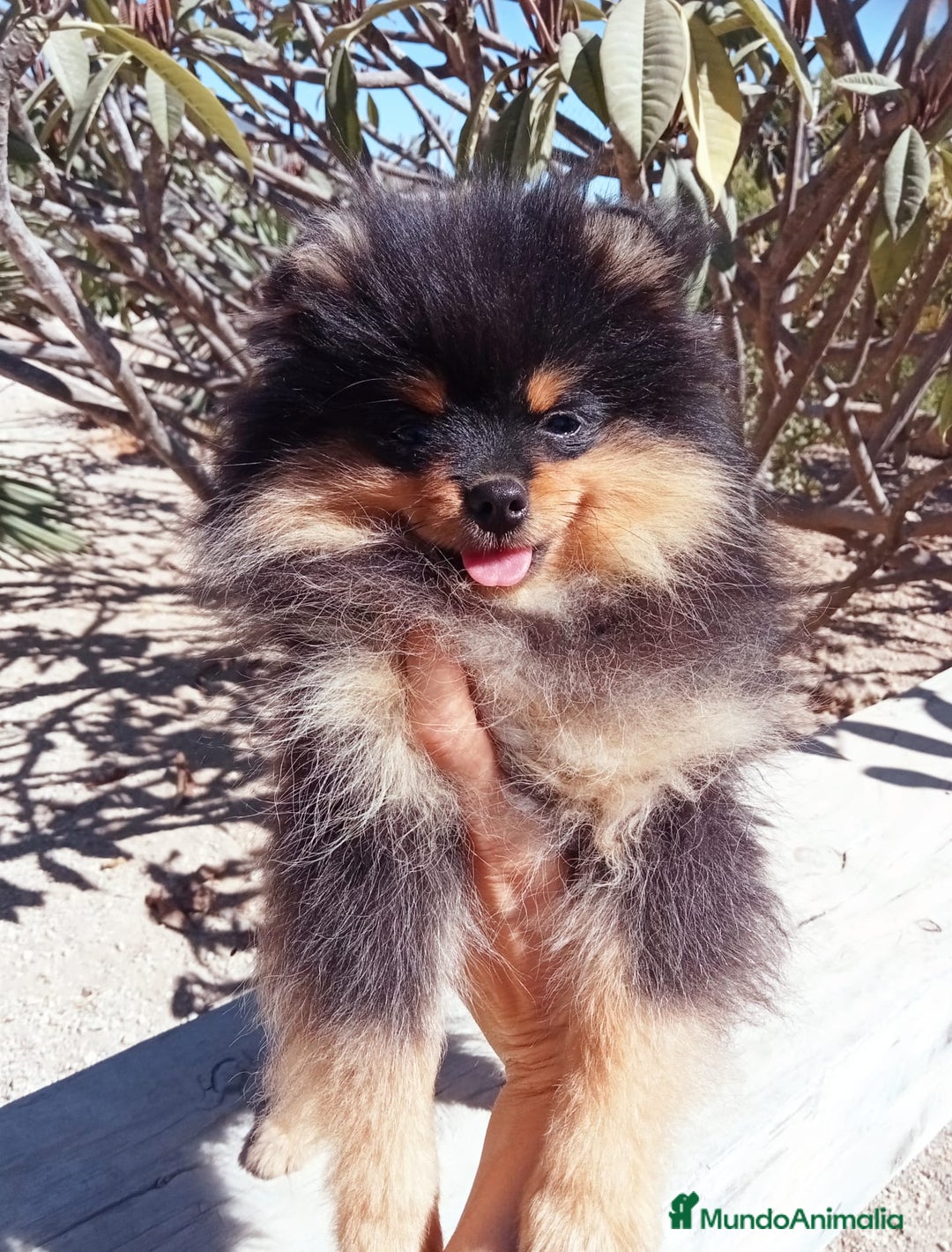 Pomerania perros en venta: Precioso pomerania disponible  - Imagen 1
