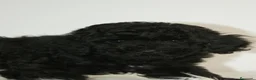 Caniche Toy perros en venta: CANICHE TOY NEGRO  - Anuncio 3