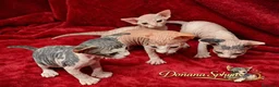 Sphynx gatos en venta: Dos camadas de gatitos Sphynx nacidos el 3 febrero - Anuncio 2