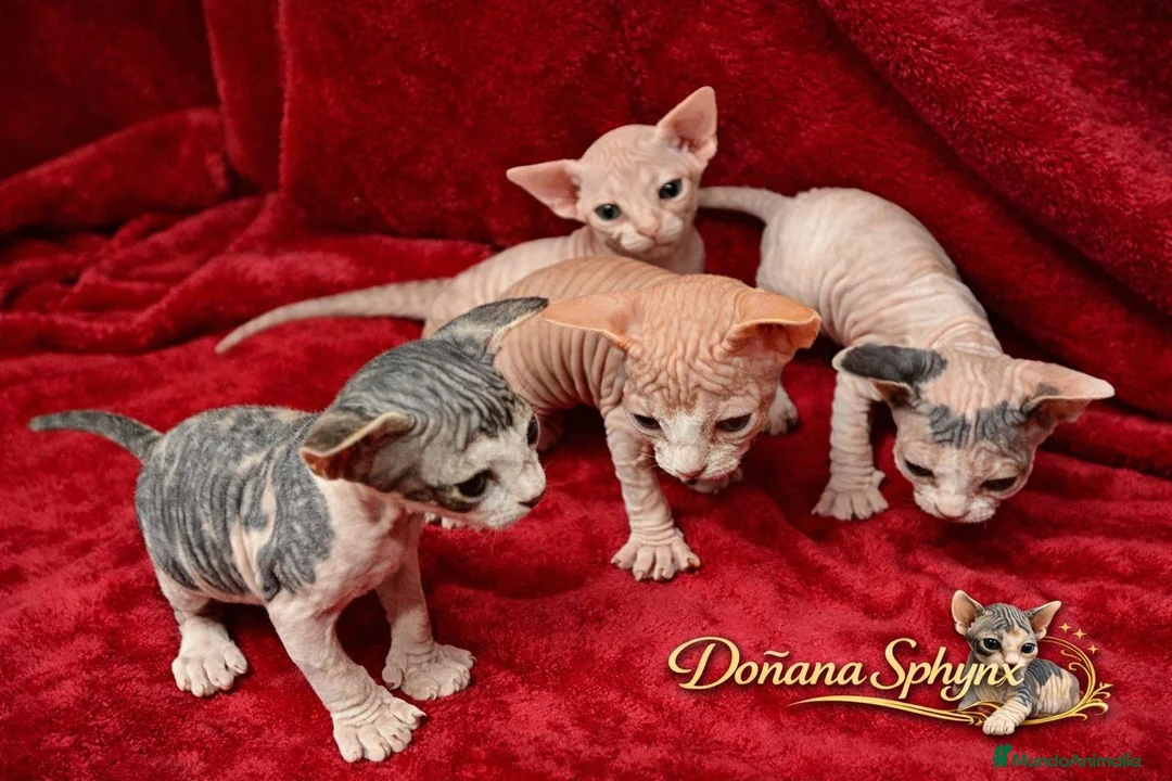 Sphynx gatos en venta: Dos camadas de gatitos Sphynx nacidos el 3 febrero - Anuncio 2