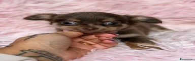 Chihuahua 1