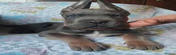 Cane Corso perros en venta: Cane corso nietos de campeones - Anuncio 2