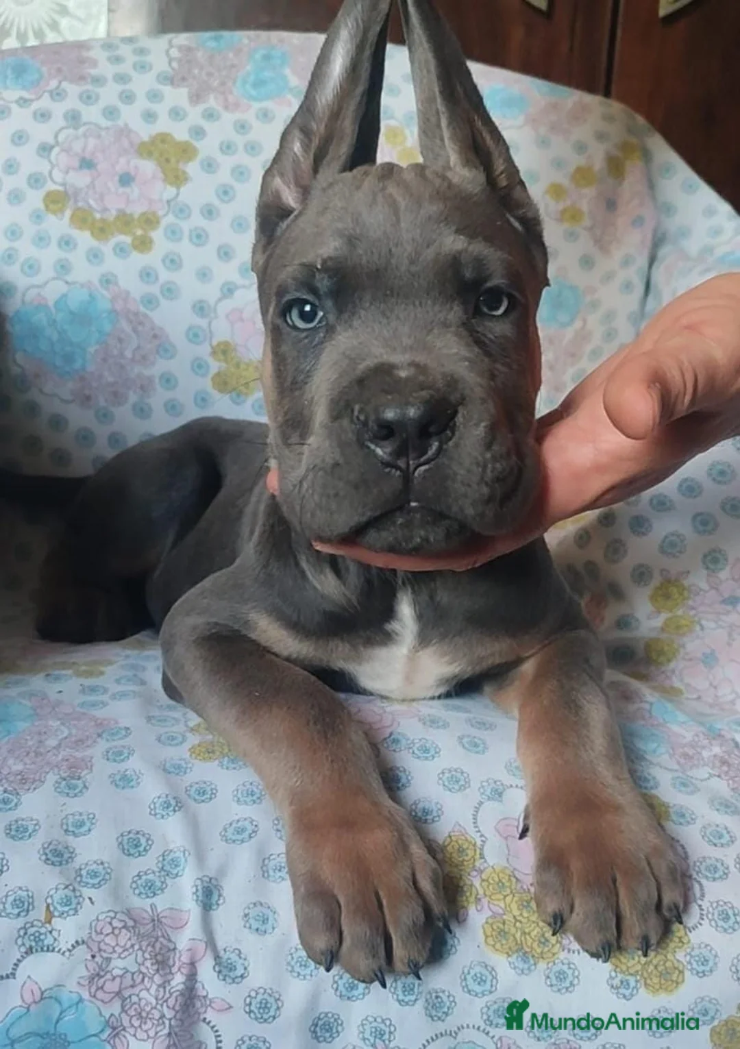 Cane Corso perros en venta: Cane corso nietos de campeones - Anuncio 2