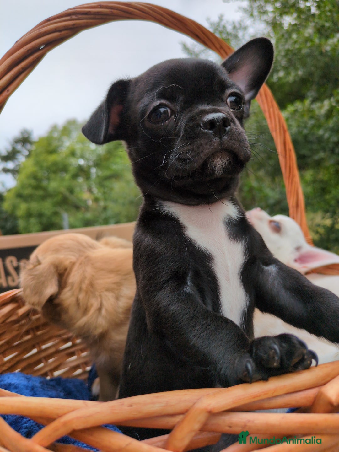 Chihuahua perros en venta: Chihuahuas toy cabeza de manzana - Imagen 14