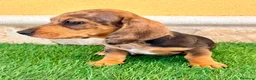 Teckel Miniatura perros en venta: Teckel miniatura merle choco - Anuncio 15