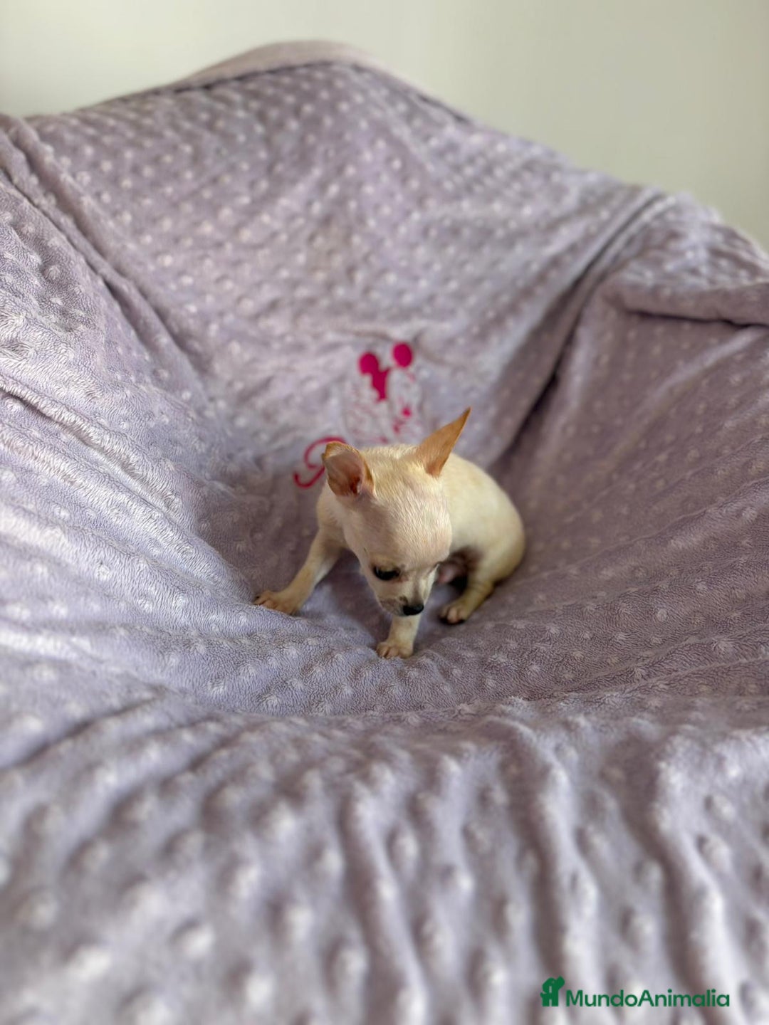 Chihuahua perros en venta: Chihuahua toy - Imagen 5