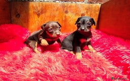 Pinscher Miniatura perros en venta: PINSCHER MINIATURA // ASTÚRIAS !! - Anuncio 4