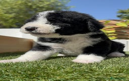 Perro de Agua Español perros en venta: PERRO DE AGUA RABON - Imagen 6