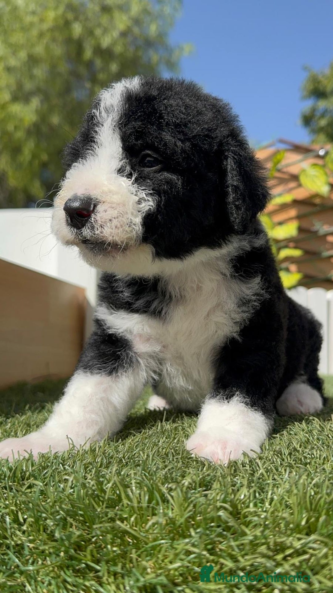 Perro de Agua Español perros en venta: PERRO DE AGUA RABON - Imagen 6