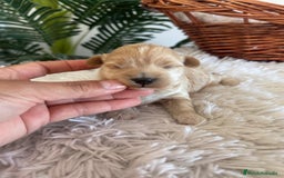 Maltipoo perros en venta: MALTIPOO MACHO - Anuncio 11