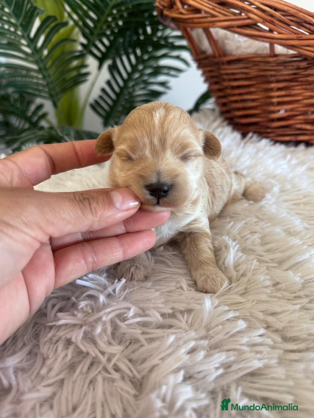 Maltipoo perros en venta: MALTIPOO MACHO - Anuncio 11