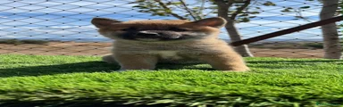 Shiba Inu 2