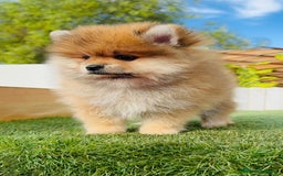 Pomerania perros en venta: POMERANIA MACHO - Imagen 6
