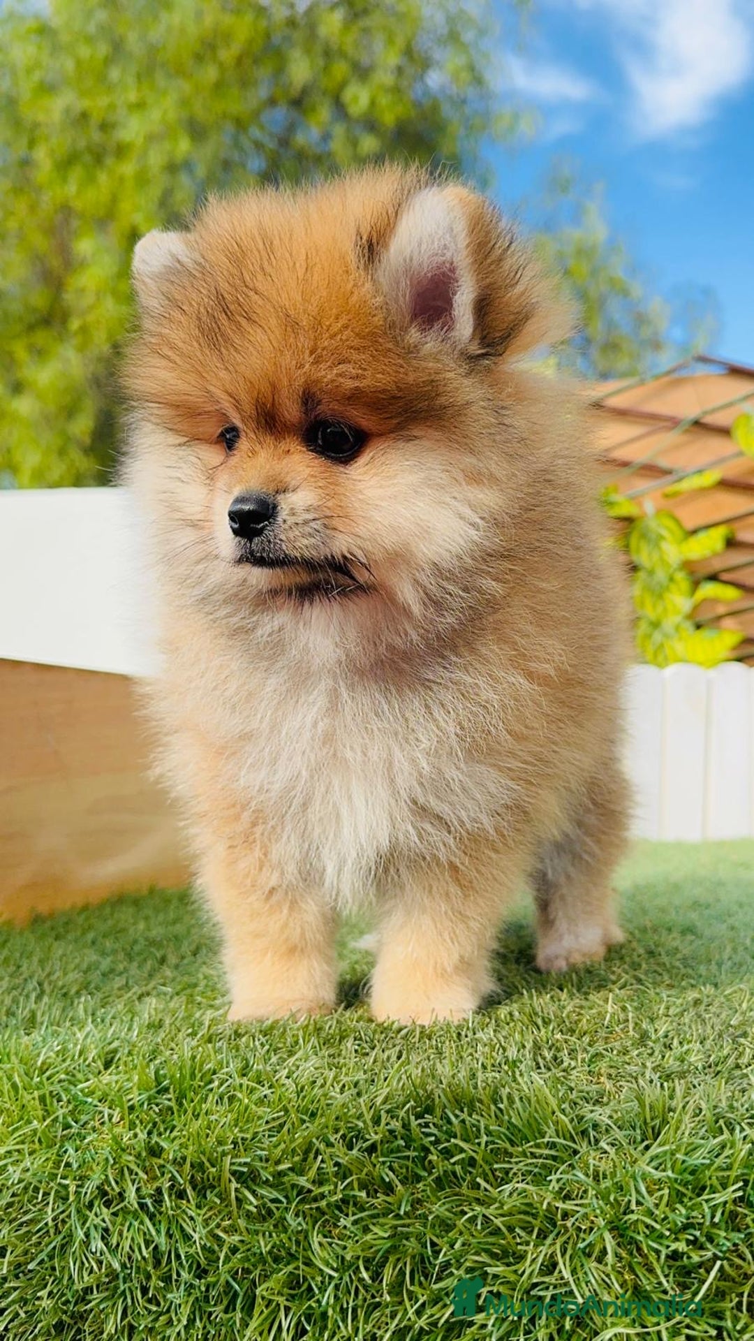 Pomerania perros en venta: POMERANIA MACHO - Imagen 6
