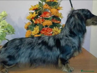 Teckel perros Teckel kaninchen pelo largo - Anuncio 1