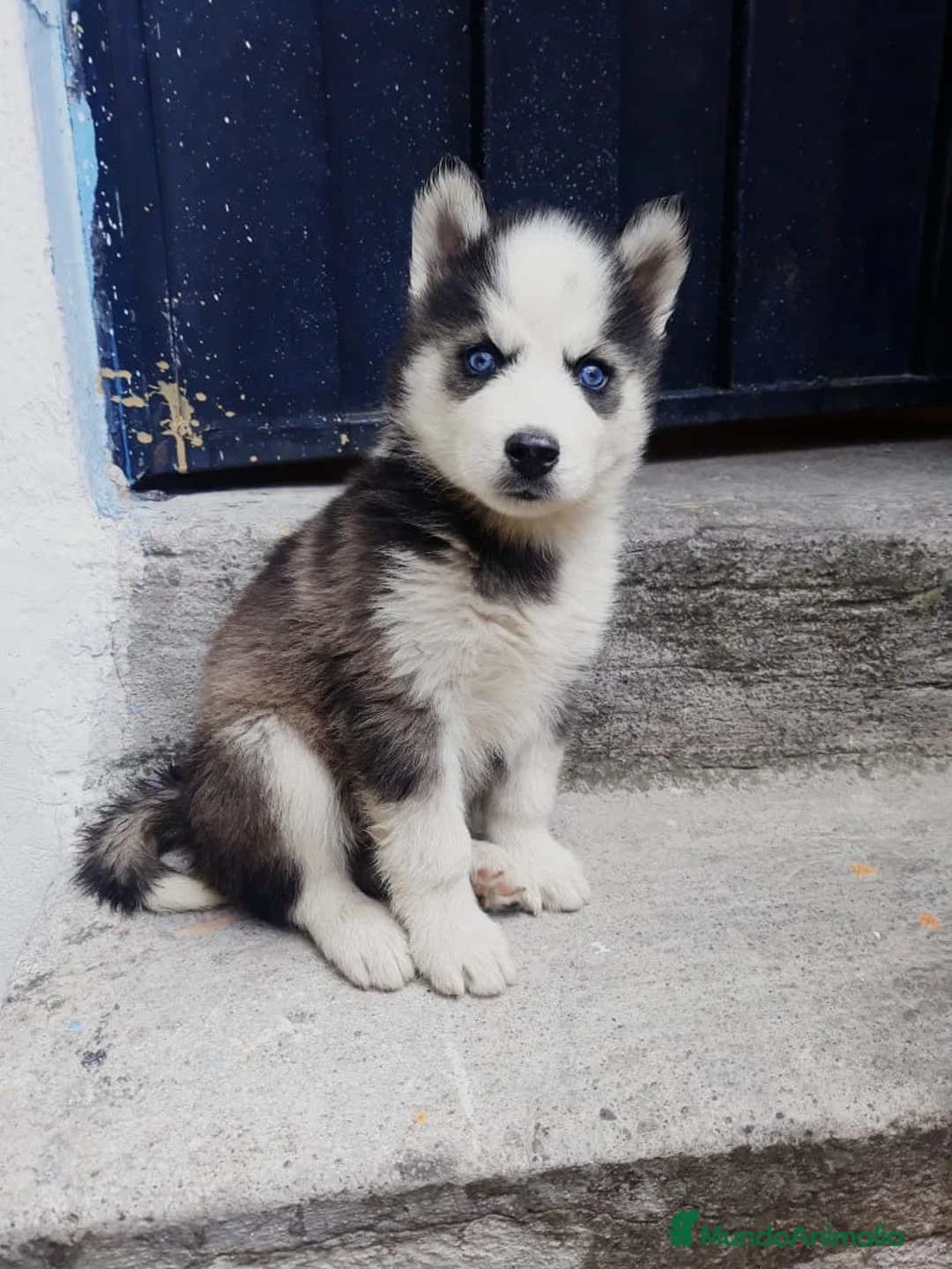 Husky Siberiano perros en venta: HUSKY SIBERIANO PUPPY  - Anuncio 2