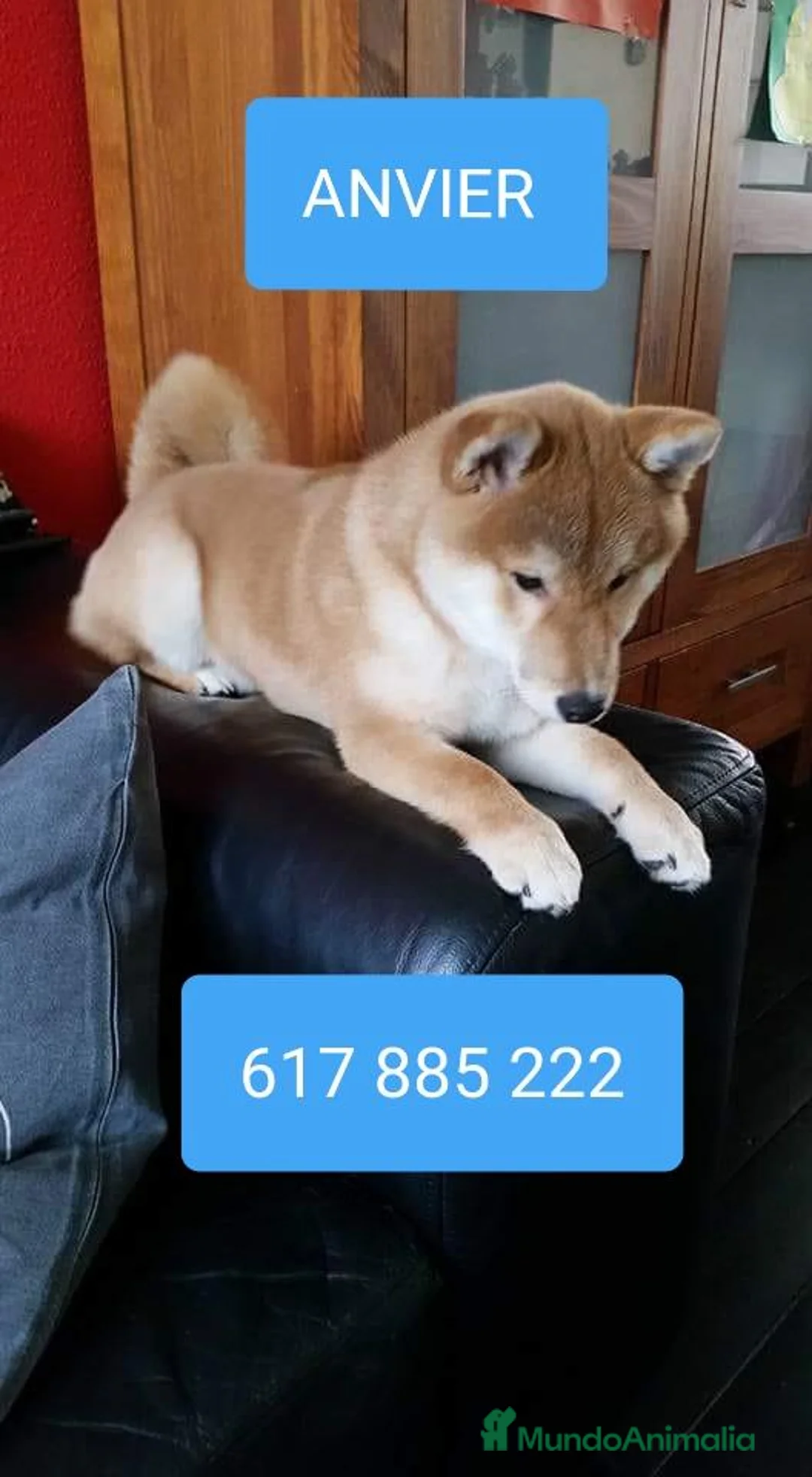 Shiba Inu perros en venta: SHIBA INU - Anuncio 3