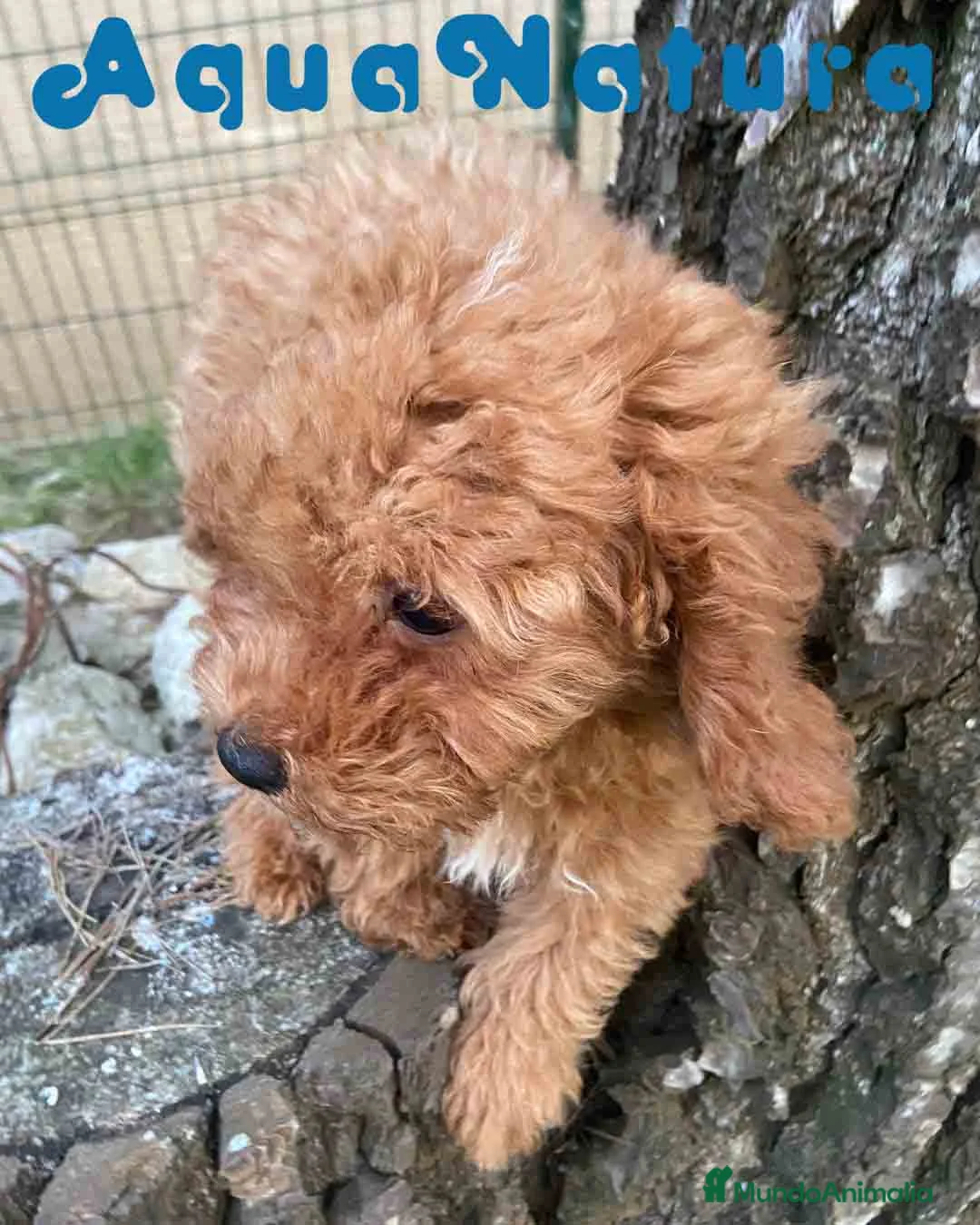 Caniche Enano perros en venta: Caniche Macho de Bella y Can 2021 AQUANATURA - Anuncio 10