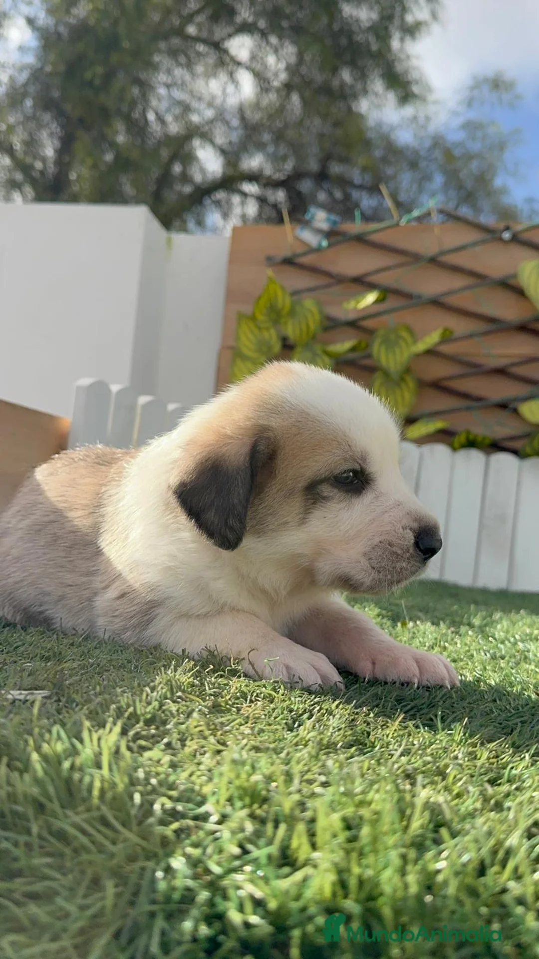 Mastín Español perros en venta: MASTIN ESPAÑOL - Anuncio 7