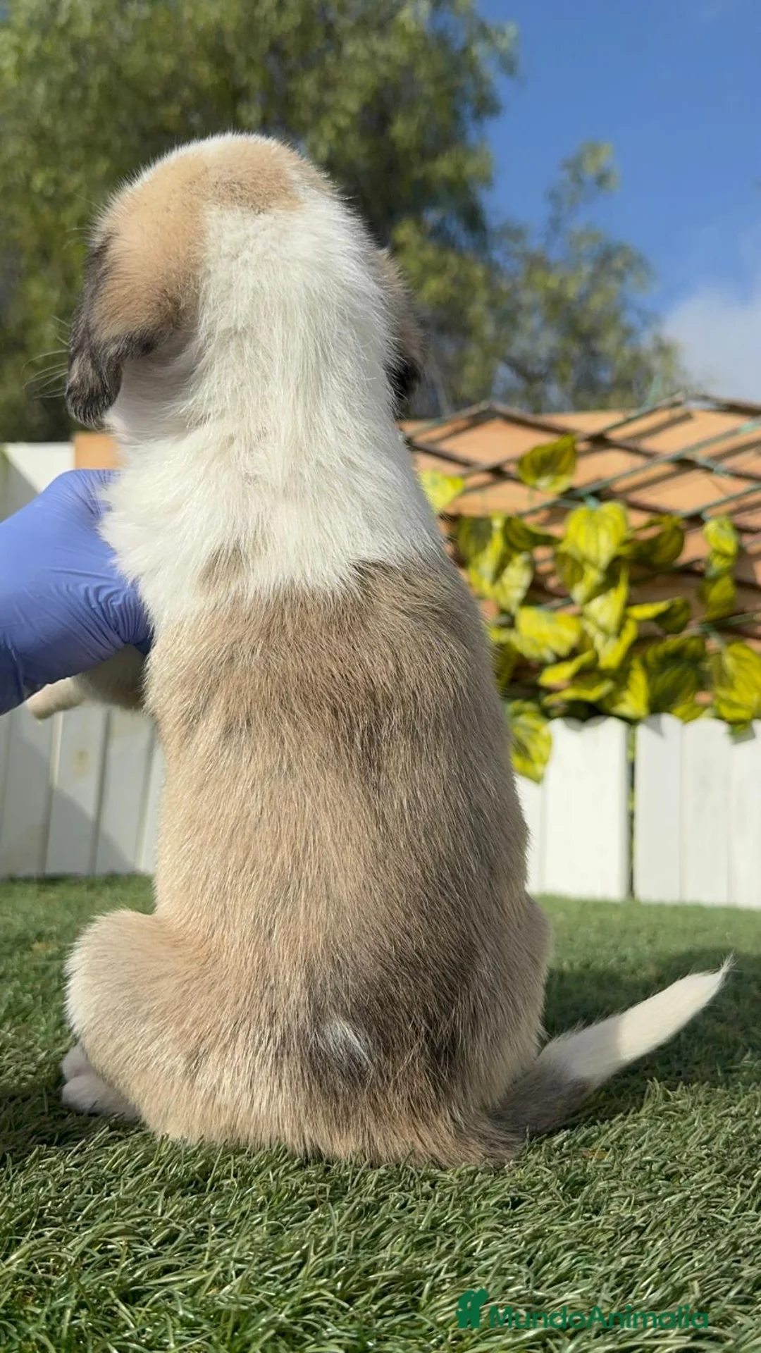 Mastín Español perros en venta: MASTIN ESPAÑOL - Anuncio 2