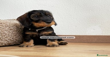 Teckel Miniatura perros - Anuncio 2