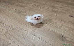 Bichón Maltés perros en venta:  bichón maltes   machito precioso  - Imagen 3