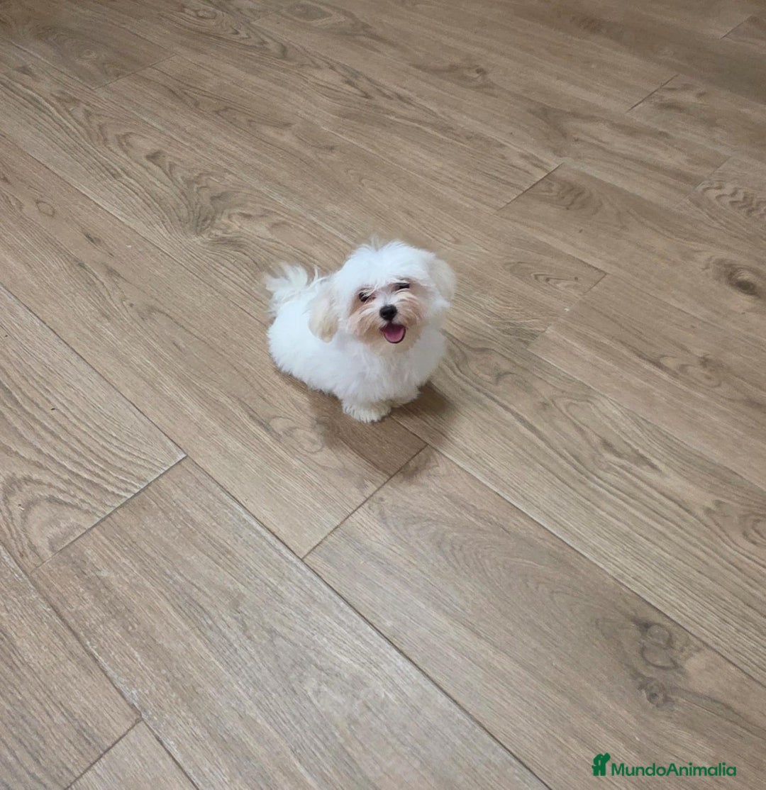Bichón Maltés perros en venta:  bichón maltes   machito precioso  - Imagen 3