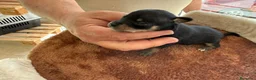 Pinscher Miniatura perros en venta: Rateros murcianos mini Pinscher  - Anuncio 2