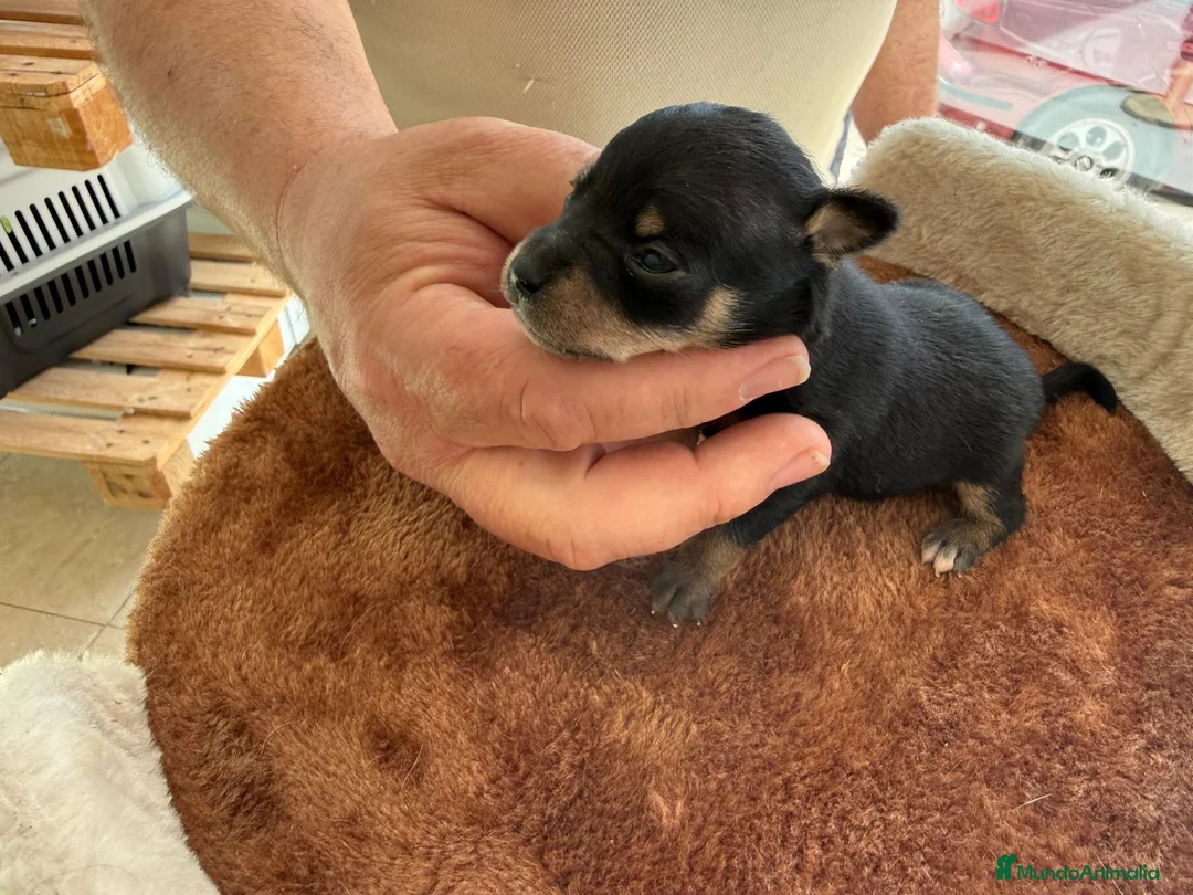 Pinscher Miniatura perros en venta: Rateros murcianos mini Pinscher  - Anuncio 2
