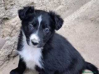 Border Collie perros Boder collie - Anuncio 5