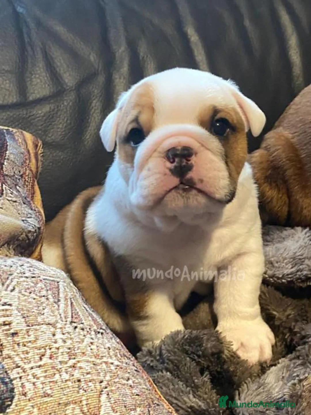 Imagen de galería {{count}}