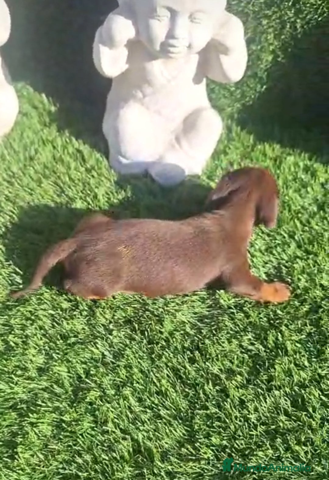 Teckel Miniatura perros en venta: Teckel Choco Hembra - Imagen 3