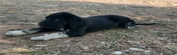 Mastín Español perros en venta: camada mastín español - Anuncio 2