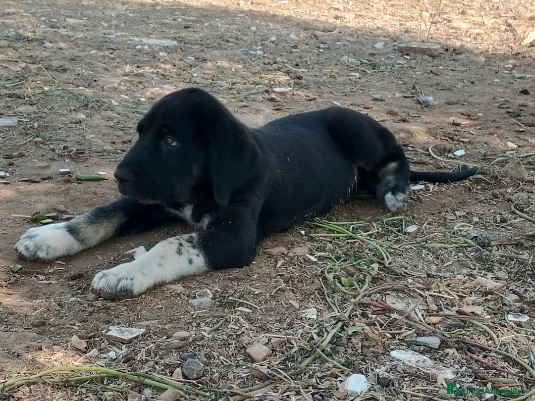 Mastín Español perros en venta: camada mastín español - Anuncio 2