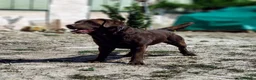 Labrador Retriever perros en venta: Labradores color chocolate - Anuncio 4