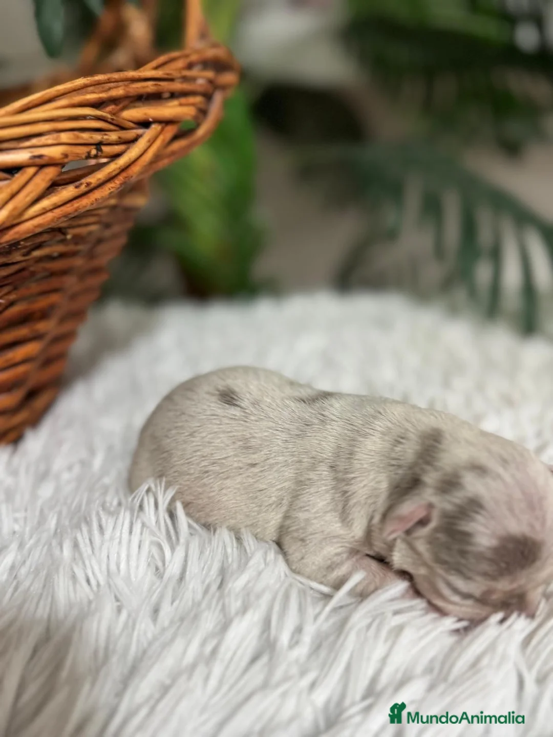 Chihuahua perros en venta: CHIHUAHUA MERLE - Anuncio 7