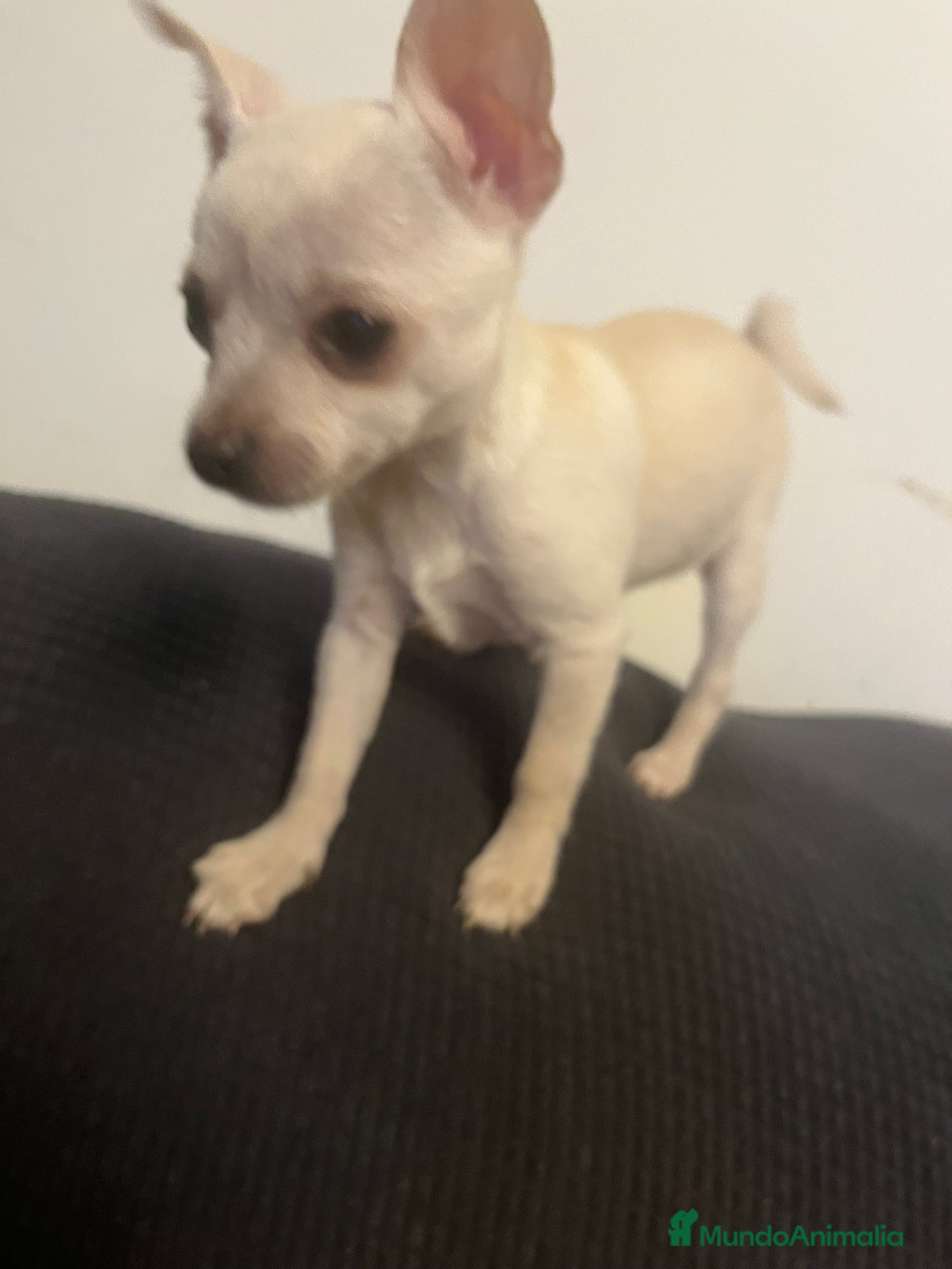 Chihuahua perros Chihuhua mini  - Anuncio 23