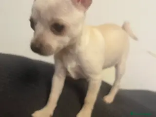 Chihuahua perros Chihuhua mini - Anuncio 23