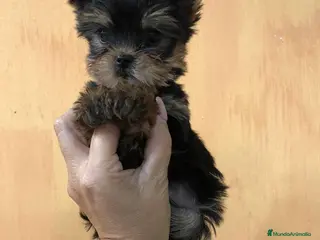 Yorkshire Terrier perros Yorkshire miniatura - Anuncio 5
