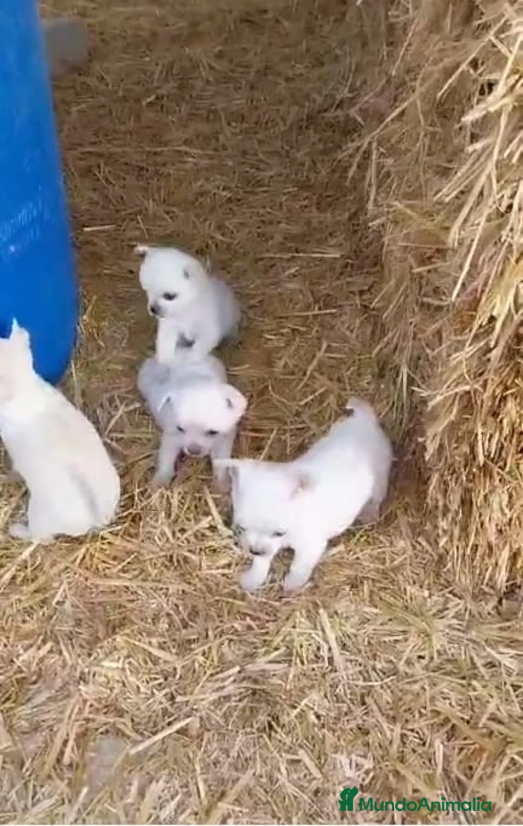 Chihuahua perros en venta: CHIHUAHUA EXCLUSIVO  - Anuncio 4