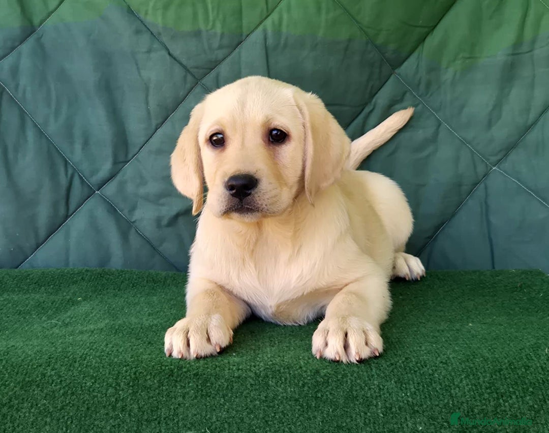 Labrador Retriever perros en venta: LABRADOR amarillo cachorros - Anuncio 4
