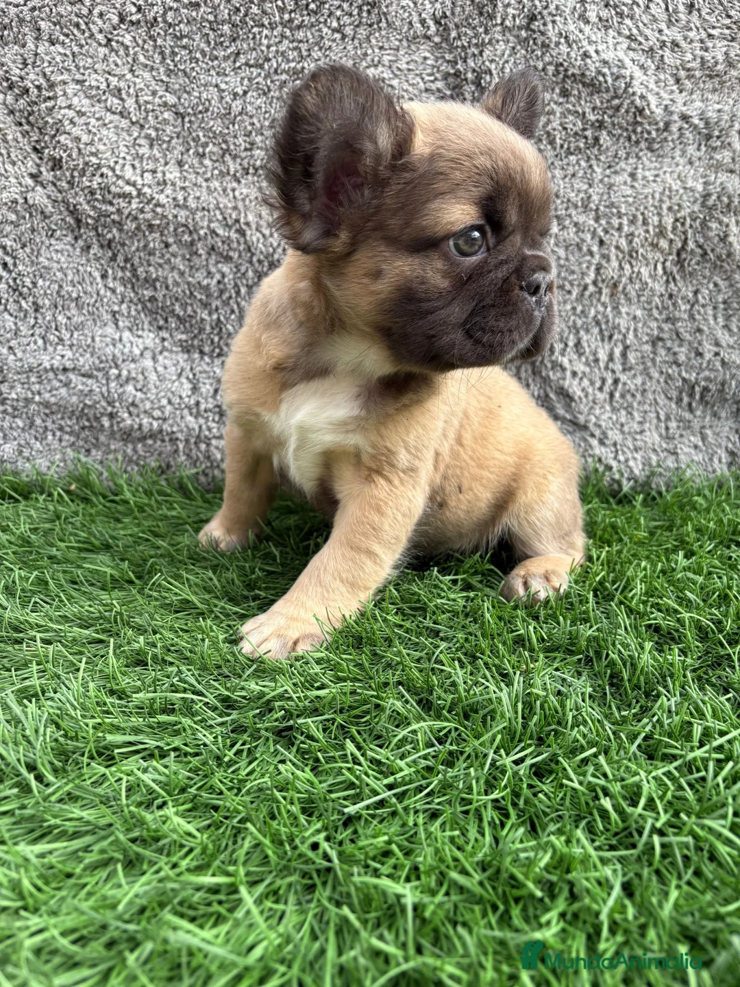 Bulldog Francés perros en venta: Bulldog frances hembra Fluffy lilac - Anuncio 7
