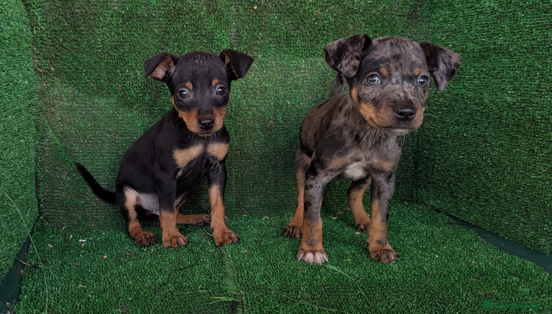 Pinscher Miniatura perros en venta: Pinscher miniaturas  - Anuncio 3