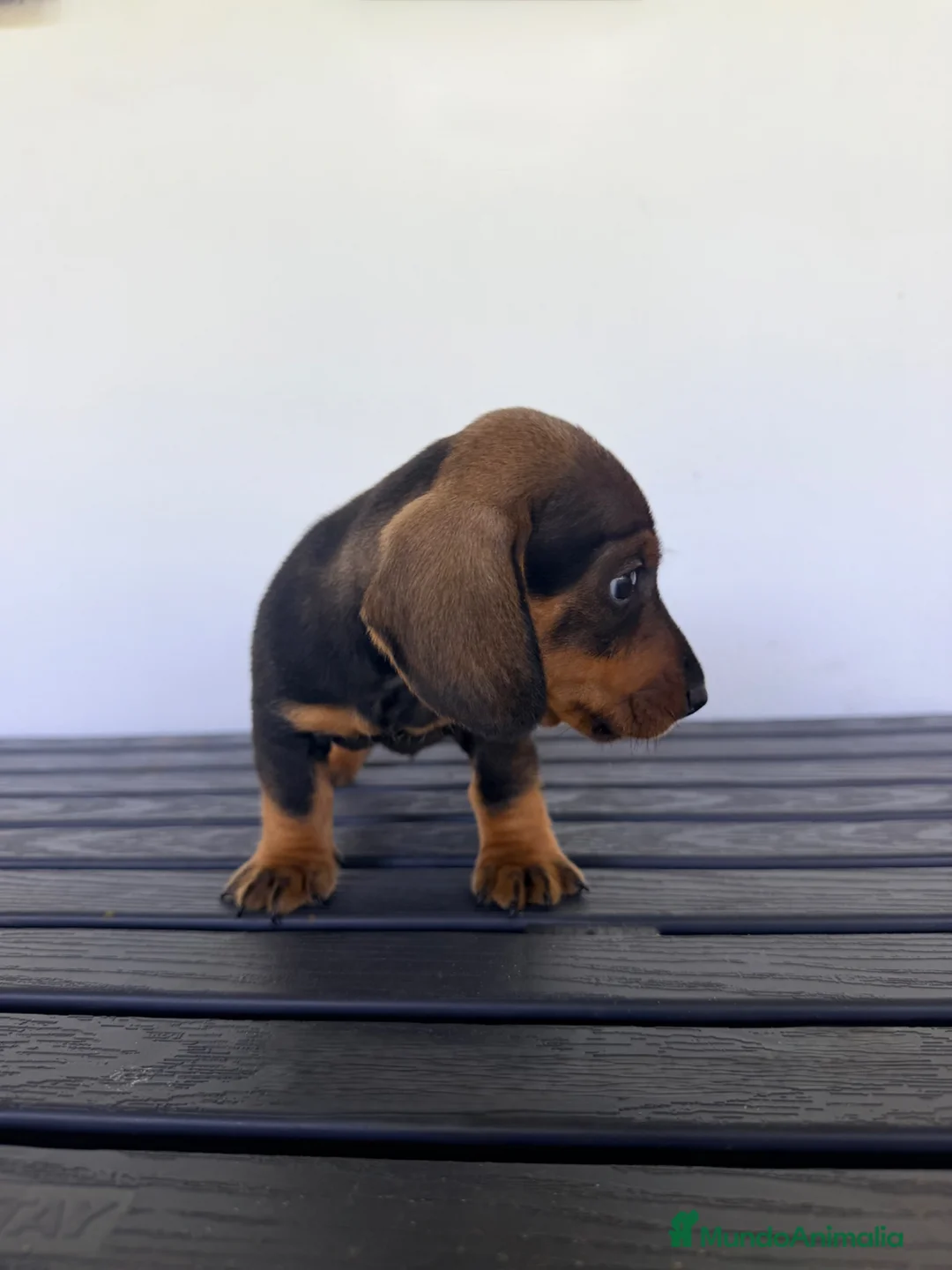 Teckel Miniatura perros en venta: TECKEL MINIATURA NEGRO  - Anuncio 2